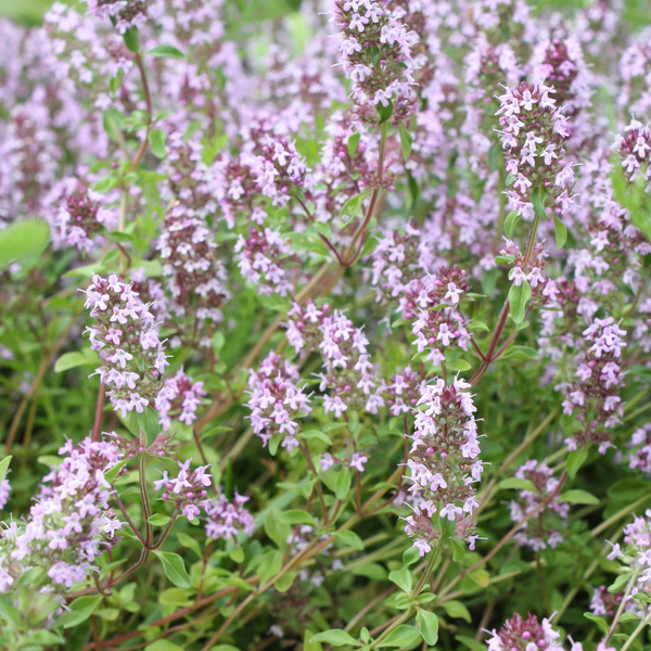 Echter Thymian – Thymus vulgaris – Ansicht 8