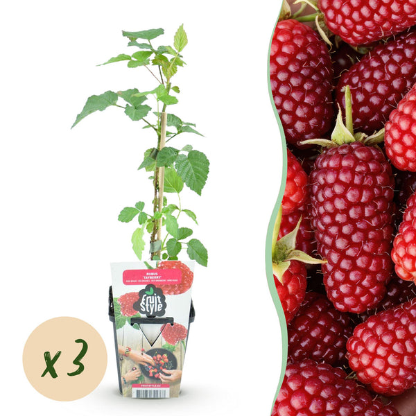 Taybeere – Rubus fruticosus × idaeus – Ø 9 cm