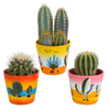 Kakteen-Set „Kakteen-Mix“ – 3 Kakteen