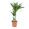 Drachenbaum ‚Janet Craig' – Dracaena fragrans