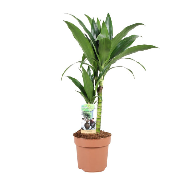 Drachenbaum ‚Janet Craig' – Dracaena fragrans