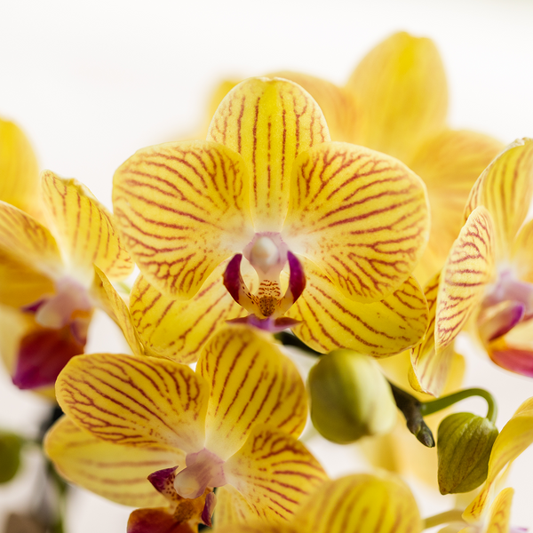 Schmetterlingsorchidee ‚Blossom Lima' – Phalaenopsis – Ansicht 12