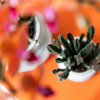 Aasblume – Stapelia leendertziae – Ansicht 6