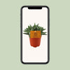 Dickblatt ‚Tenelli' – Crassula – Ansicht 4