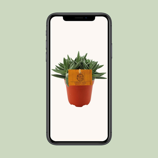 Dickblatt ‚Tenelli' – Crassula – Ansicht 4