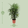 Steckenpalme – Rhapis excelsa – Ansicht 2