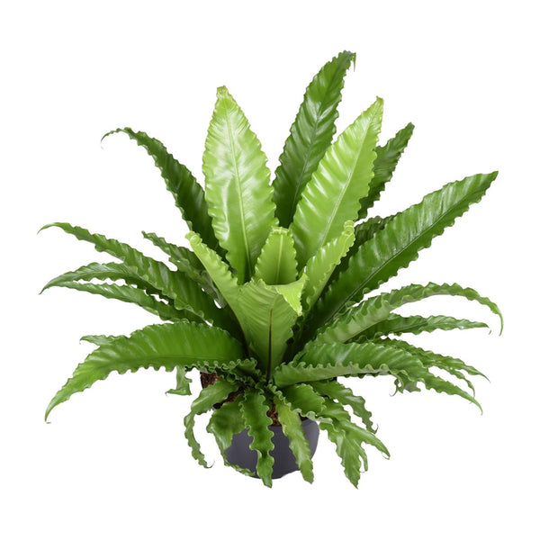 Nestfarn ‚Osaka' – Asplenium antiquum