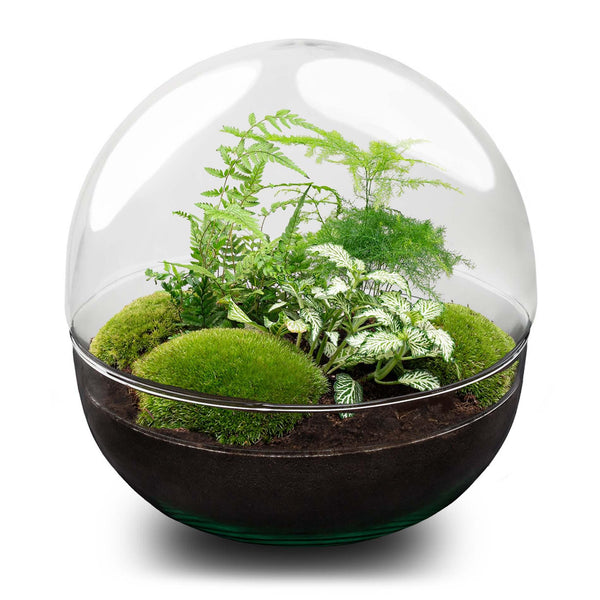 Flaschengarten-Set „Dome XL" – DIY-Terrarium im Kugelglas – Ansicht 3