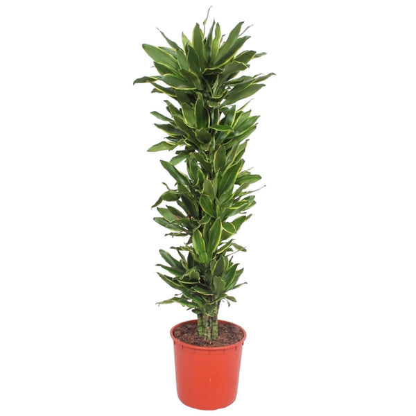 Drachenbaum ‚Golden Coast' – Dracaena fragrans