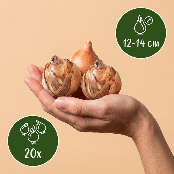 Gefüllte Narzisse ‚Double Mix' – Narcissus – Ansicht 3
