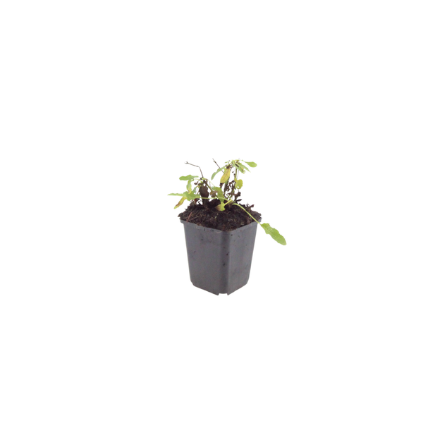 Steppensalbei ‚Schneehügel' – Salvia nemorosa – Ansicht 2