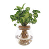 Purpurtute ‚Pixie' – Syngonium podophyllum