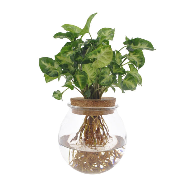 Purpurtute ‚Pixie' – Syngonium podophyllum