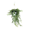 Efeu ‚Wonder Green' – Hedera helix