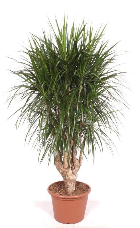 Drachenbaum – Dracaena marginata