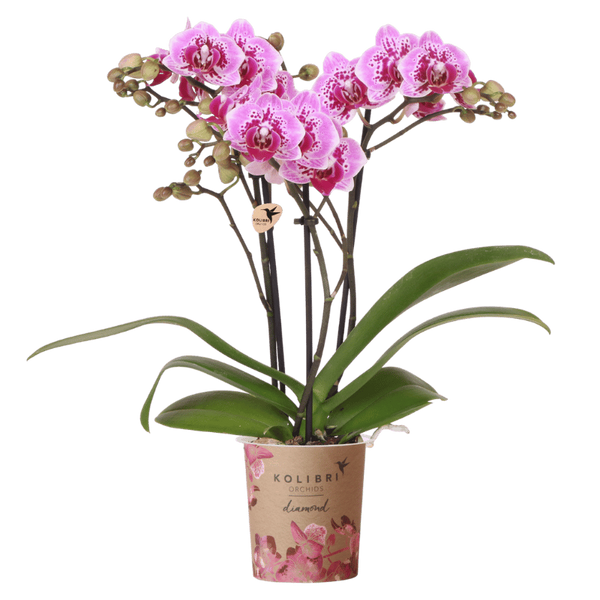 Orchideen-Set – 3 Schmetterlingsorchideen mit Übertöpfen – im Set enthalten: Schmetterlingsorchidee ‚Diamond El Salvador' – Phalaenopsis