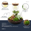 Flaschengarten-Set „Sam Calathea" – DIY-Terrarium mit Lampe und Calathea – Ansicht 3