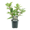 Rispenhortensie ‚Wims Red' – Hydrangea paniculata – Ansicht 2