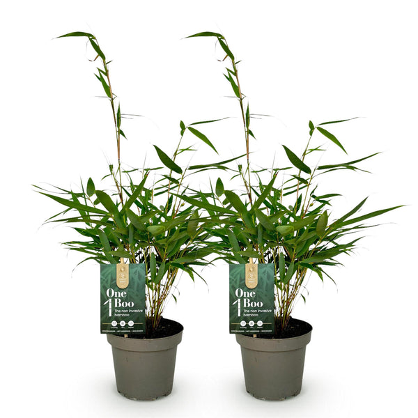 Schirmbambus ‚Pingwu' – Fargesia robusta – Ansicht 2