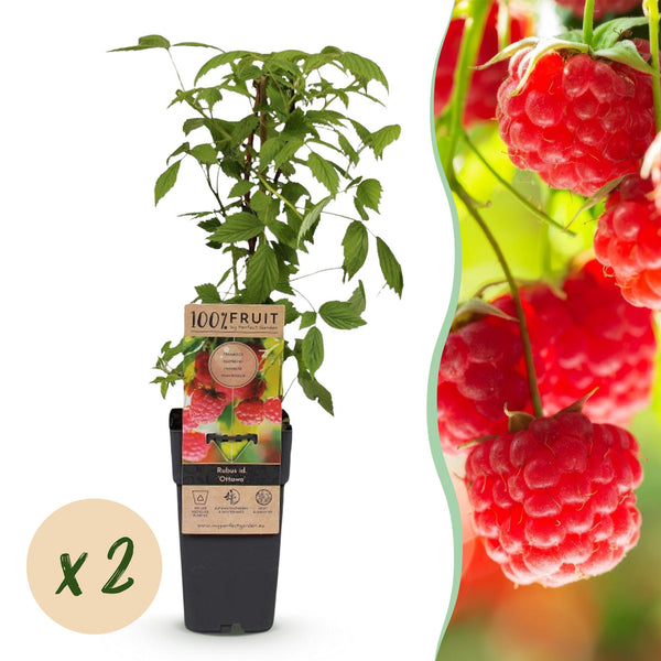 Himbeere ‚Ottawa' – Rubus idaeus