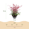 Himmelsbambus-Set „Tricolour" – Nandina domestica in Gelb, Rot & Orange – Ansicht 3