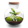 Flaschengarten-Set „Teddy" – DIY-Terrarium mit Licht – Ansicht 2