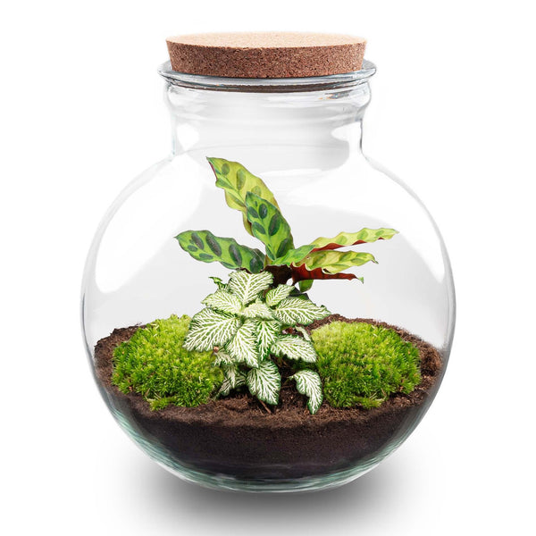 Flaschengarten-Set „Teddy" – DIY-Terrarium mit Licht – Ansicht 2