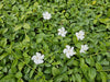 Kleines Immergrün ‚Gertrude Jekyll' – Vinca minor – Ansicht 5