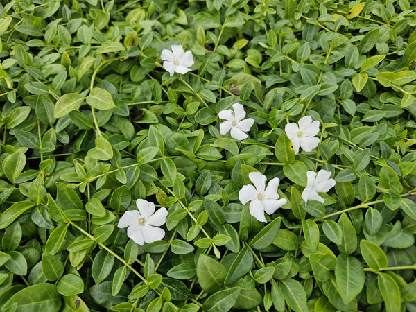 Kleines Immergrün ‚Gertrude Jekyll' – Vinca minor – Ansicht 5