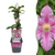 Waldrebe ‚Piilu' – Clematis