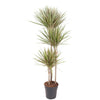 Drachenbaum ‚Bicolor' – Dracaena marginata