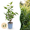 Portugiesischer Lorbeer ‚Angustifolia' – Prunus lusitanica