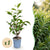 Portugiesischer Lorbeer ‚Angustifolia' – Prunus lusitanica