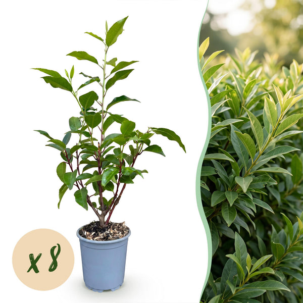 Portugiesischer Lorbeer ‚Angustifolia' – Prunus lusitanica
