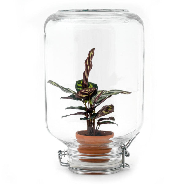 Pfauenkorbmarante – Calathea makoyana
