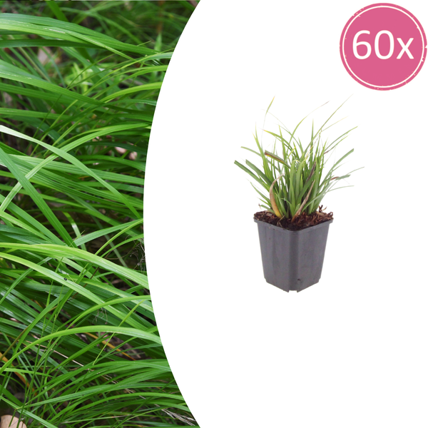 Japan-Segge – Carex morrowii