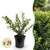 Japanische Stechpalme ‚Convexa' – Ilex crenata – 24 Stück