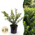 Japanische Stechpalme ‚Convexa' – Ilex crenata – 24 Stück