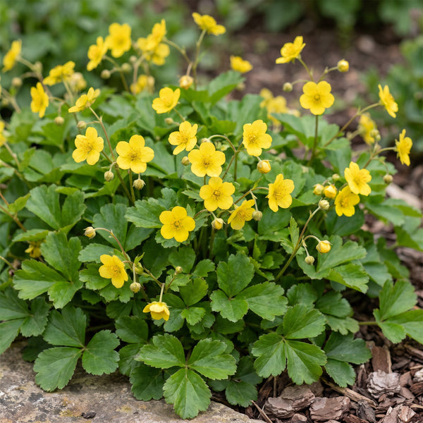 Golderdbeere – Waldsteinia ternata – Ansicht 5