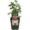 Feige ‚Gustissimo Perretta' – Ficus carica – Ansicht 5