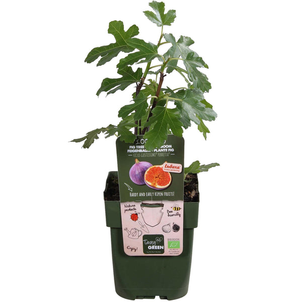 Feige ‚Gustissimo Perretta' – Ficus carica – Ansicht 5