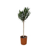 Oleander – Nerium oleander