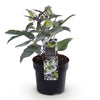 Lenzrose ‚Silver Dollar' – Helleborus sternii – Ansicht 2