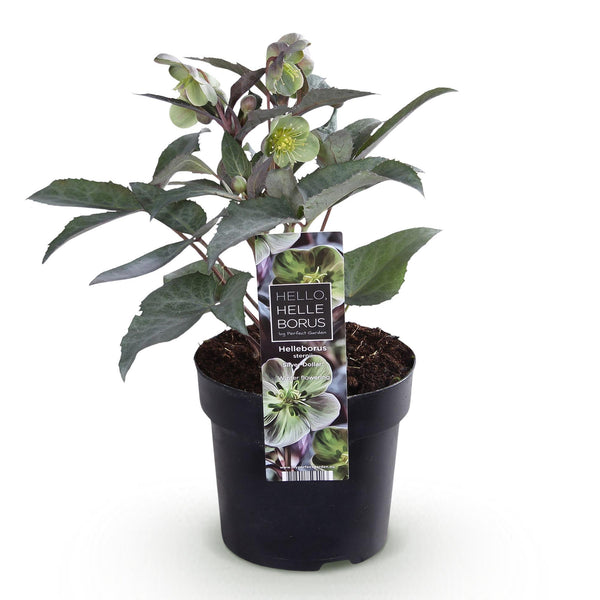 Lenzrose ‚Silver Dollar' – Helleborus sternii – Ansicht 2