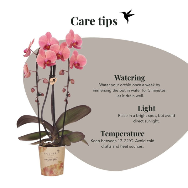 Schmetterlingsorchidee ‚Niagara Fall Narbonne' – Phalaenopsis – Ansicht 6