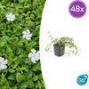 Kleines Immergrün ‚Gertrude Jekyll' – Vinca minor