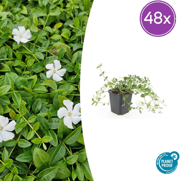 Kleines Immergrün ‚Gertrude Jekyll' – Vinca minor