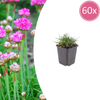Grasnelke ‚Splendens' – Armeria maritima