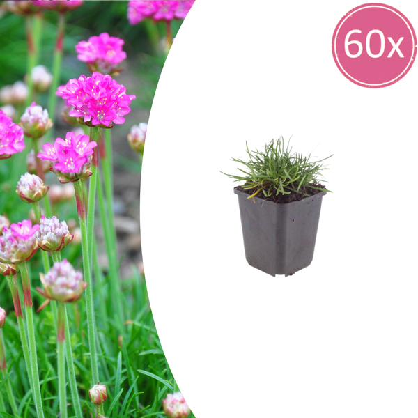 Grasnelke ‚Splendens' – Armeria maritima