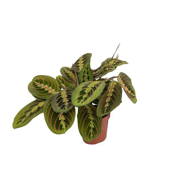 Zimmerpflanzen-Set „Bunte Blätter“ – 3 Pflanzen mit gemustertem Laub – im Set enthalten: Pfeilwurz ‚Fascinator' – Maranta leuconeura